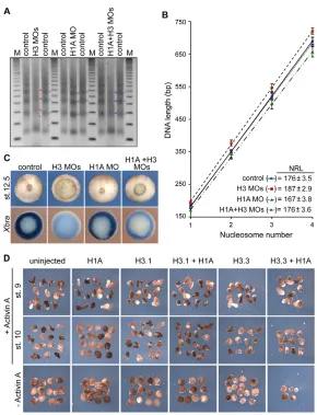 Fig. 5. Mesodermal competence is regulated byinterplay of nucleosomal H3 and linker histone H1.(A) Nucleosomal ladders resulting from micrococcal nuclease