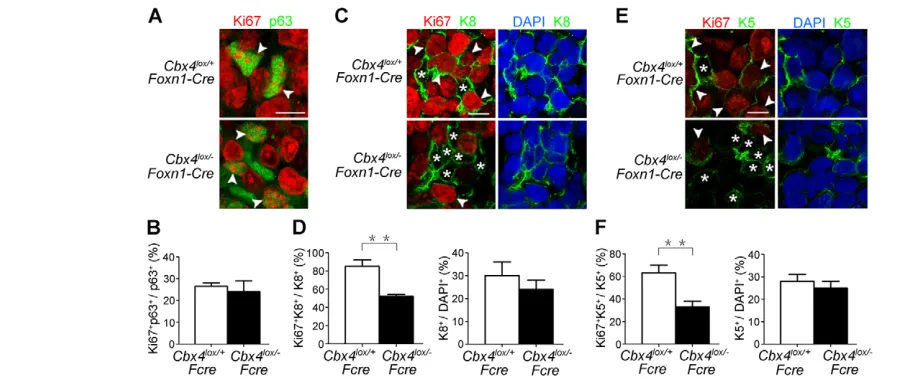 Fig. 3. Proliferation of TECs is impaired in the absence of Cbx4. (times. Over 2000 total cells or 500 K8counted for each genotype