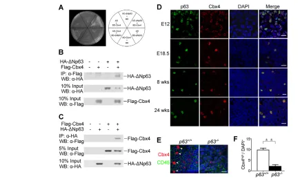 Fig. 7. Cbx4 is regulated by p63. ((red) and CD45 (green) as a control. Representative images are shown