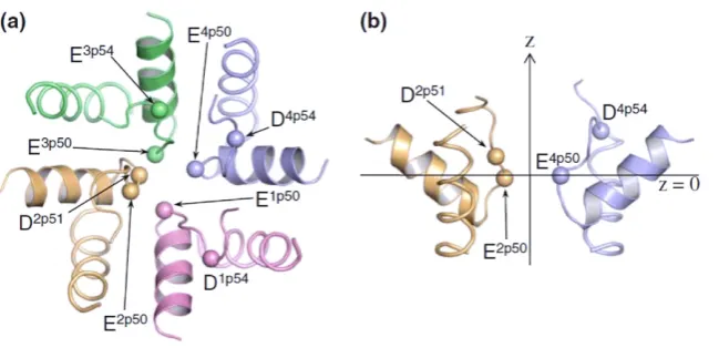 Figure 5. The Cav1.2 outer pore model with repeats I, II, III, and IV colored pink, orange, green, and blue, respectively