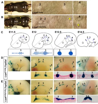 Fig. 1. Abnormal mammary development inLrp4expressing epithelial cells are gradually restrictedto placodes in controls