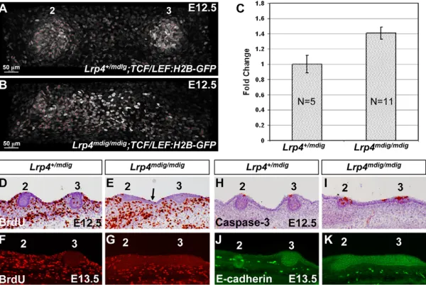 Fig. 2. Increased number of mammary epithelialcells in staining. Note that placode 2 is out of the focal plane inplacode 2/3 region from red dot in A,B