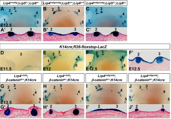 Fig. 3. Genetic interaction of Lrp4