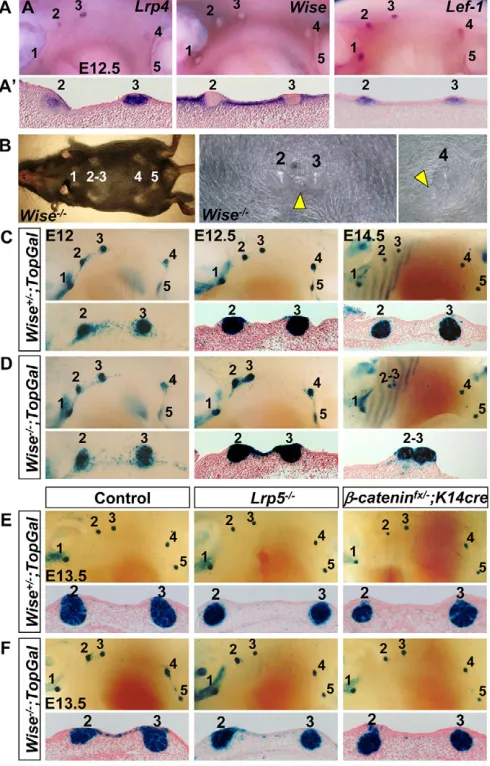 Fig. 6. Wise controls patterning of mammary placodes via theWnt/Ctnnb1Wisemorphology of the placodes is apparent by E12.5