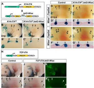 Fig. 7. WiseWiseoverexpression disrupts limb development (arrow)and results in smaller mammary placodes