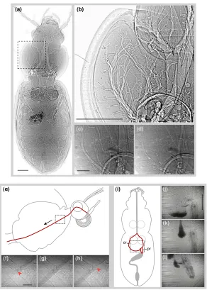Figure 1Full-field 2-D projection images created using phase-contrast synchrotron x-raysFull-field 2-D projection images created using phase-contrast synchrotron x-rays