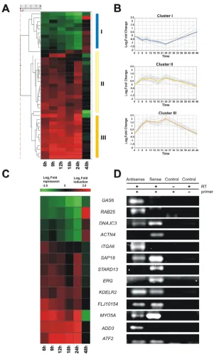 Figure 1Androgen-responsive intronic RNAsAndrogen-responsive intronic RNAs. (A) Hierarchical clustering of 39 intronic transcripts significantly upregulated or downregulated after androgen exposure