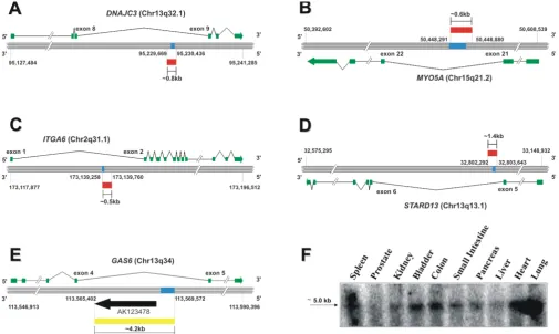Figure 2Characterization of androgen-responsive non-coding intronic RNAsCharacterization of androgen-responsive non-coding intronic RNAs