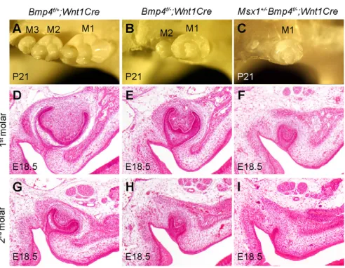 Fig. 7. Relative levels of expression of Dlx6mRNAs in the maxillary and mandibular molar mesenchyme inE13.5 control and , Dkk2, Wif1 and Osr2Bmp4f/f;Wnt1Cre mouse embryos