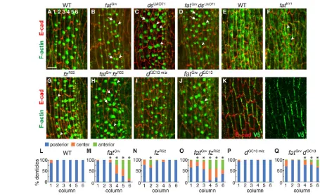 Fig. 1. Fat and Frizzled are differentially required for the localization of actin-based denticle protrusions