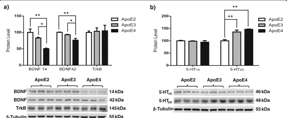Fig. 1 Brain-derived neurotrophic factor (BDNF) and 5-hydroxytryptamine 2A (5-HT2A) expression levels are modulated by apolipoprotein E (ApoE)in an isoform-dependent manner