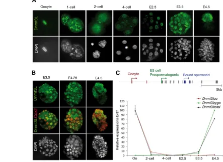 Fig. 1. Dnmt3L protein and mRNA levels throughout mouse preimplantation development. (trophectoderm (TE) cells (red) from E2.5 to E4.5
