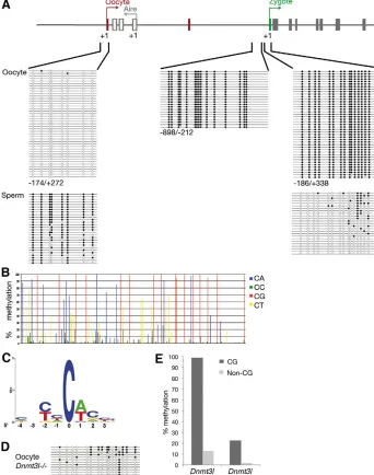 Fig. 2. Gametic methylation