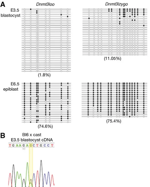 Fig. 3. Lack of parental specificity in DNA methylation andexpression of the CASTEi/J crosses