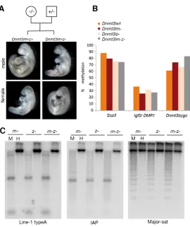 Fig. 5. Combined depletion of maternal and zygoticDnmt3L does not affect the completion of embryonicembryos