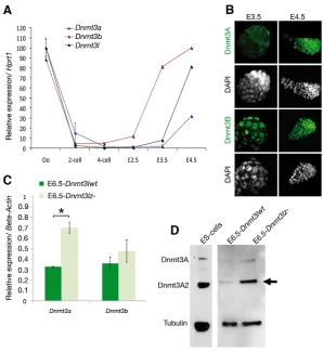 Fig. 6. Interplay between Dnmt3L and the Dnmt3 de
