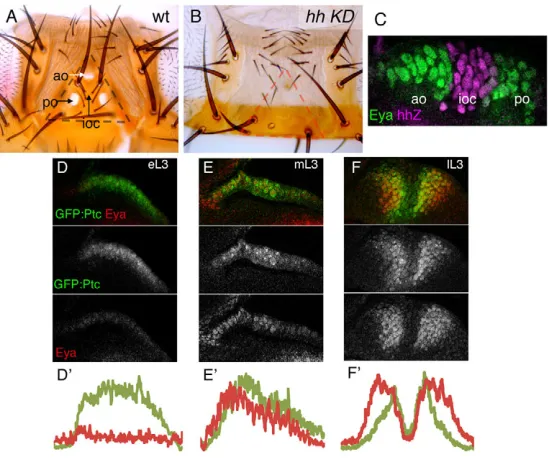 Fig. 1. Dynamic hh signaling and the development of the