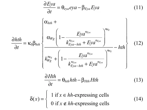 Fig. 2. en is a hh-signaling target. (A-B�) Ocellar fields of late-L3larvae. (A) hh-Z larva stained for -galactosidase (‘hh-Z’) and anti-En.Individual channels are shown