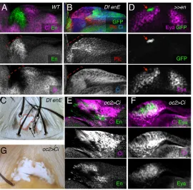 Fig. 4. Notchinterocellar bristles remain. The ocellar complex region is marked by the triangle