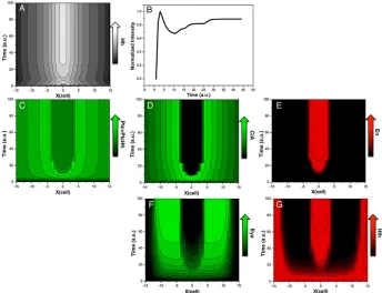 Fig. 6. Spatiotemporal dynamics of theHh gradient and observed model(normalized intensity) in cell 5