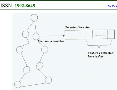 Figure 4. Graph For The Essential  Features Of A Compound Leaf 
