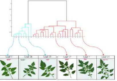 Figure 5. A dendogram of the hierarchical clustering results in two main clusters. A sample of three random leaves from each cluster is shown