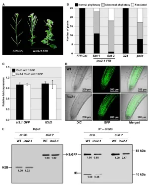 Fig. 6. Role of ICU2 in chromatin assembly inproliferating tissues.polfasciation of stems in independent presented