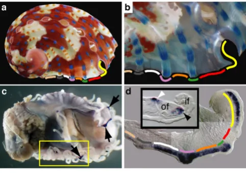 Figure 4HasSom expression correlates with shell pigmentationHasSom expression correlates with shell pigmenta-tion