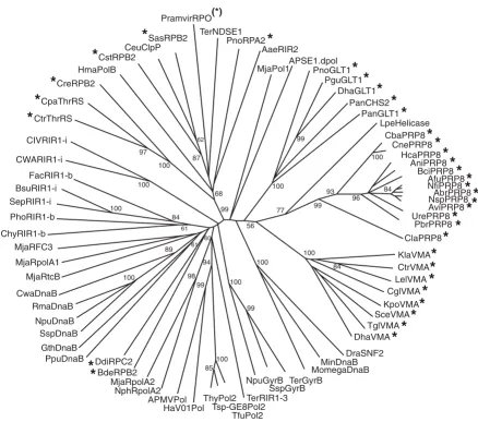 Figure 5Phylogenetic tree of intein splicing domainsmethod using PAUP*4b10 [52] with the default settings