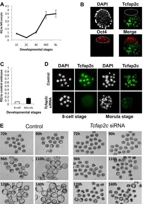 Fig. 1. Developmental expression and RNAi-mediated ablation of