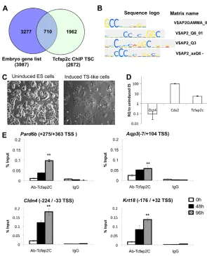 Fig. 2. Tcfap2c binding is enriched on genes that areupregulated during the morula-to-blastocysttransition