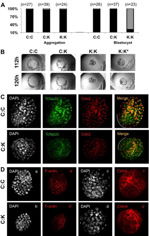 Fig. 5. Aggregation of control embryos with Tcfap2c KD embryosrescues blastocyst formation.(lowercase letters denote different groups of C:C and C:K aggregatedembryos)