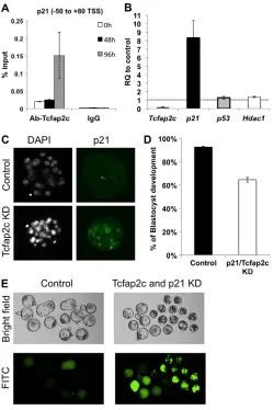 Fig. 6. Tcfap2c regulates cellular proliferation via directrepression of rescues blastocyst formation