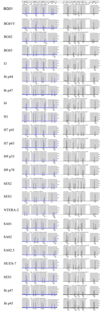 Figure 1STR analysis for identificationSTR analysis for identification. STR profile of human embryonic stem cell lines