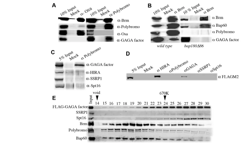 Fig. 1. PBAP complex is associated with GAGA factor. (immunoprecipitation analyses using NE from GAGA factor, HIRA, SSRP1 or Spt16