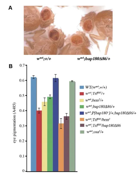 Table 2. The PBAP complex is required for boundary function atFab-7
