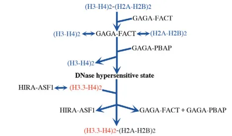 Fig. 6. Model for H3.3 replacement at the chromatin boundary.GAGA factor recruits FACT and PBAP to a chromatin boundaryharboring a cluster of GAGA factor-binding sites