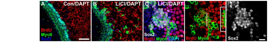 Fig. 8. Wnt/exposure produces ectopic BrdU-positive HCs. Numerous HCs (Myo6, green) have BrdU-positive (red) and Sox2-positive (white) nuclei, suggestingrecent mitotic origins