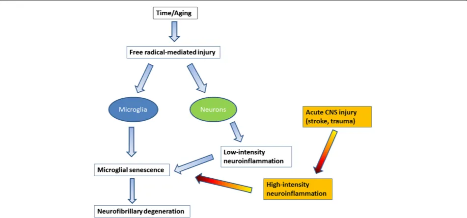 Figure 1 Microglial senescence may be a key event in aging and Alzheimer’s disease. Free radical injury occurs naturally during agingaffecting both microglia and neurons