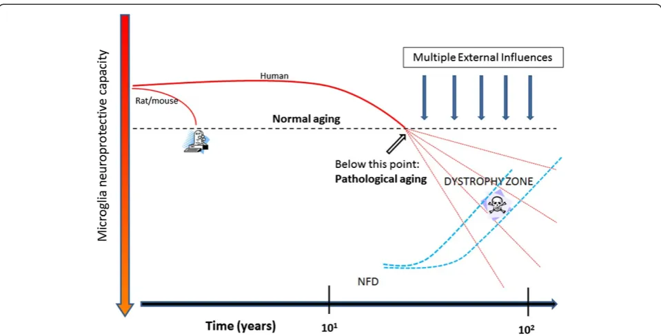 Figure 5 Histopathological differences in microglial aging between laboratory rodents and humans provide a foundation for normaland pathological aging