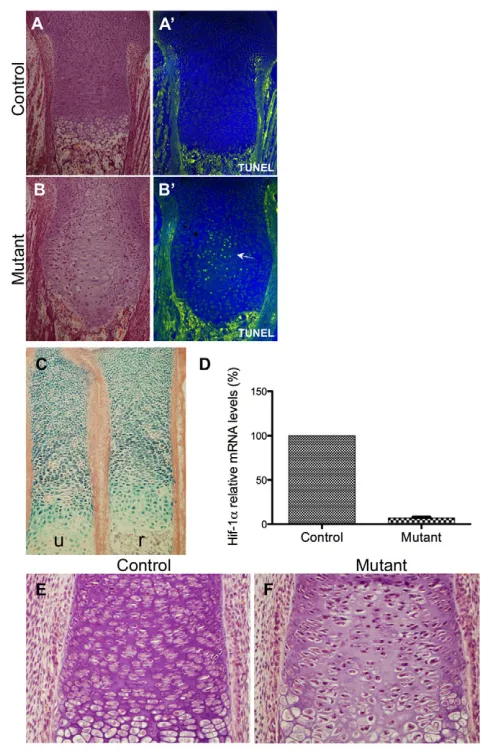 Fig. 1. Temporally controlled (and represented as mean±s.e.m.]. (E,F(E) and mutant (F) growth plates 48 hours post tamoxifen injection,demonstrating reduced cell number and reduced Hematoxylin andEosin staining of the matrix in the hypoxic central region o