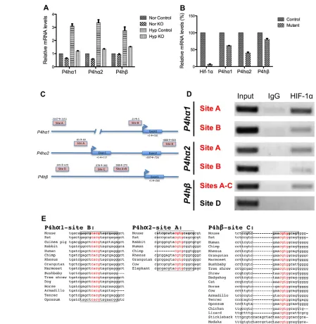 Fig. 6. HIF1and 18S rRNA and represented as mean±s.e.m.). For mRNA levels of (chr11:53914340-53914360), for all genes, data normalized to mouse material Table S1)