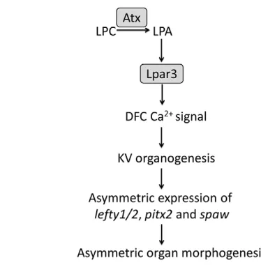 Fig. 8. Atx/Lpar3 signaling in the regulation of L-R asymmetryduring zebrafish development