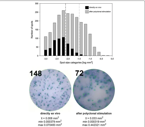 Figure 1 Morphology of B cell spots measured directly ex vivo and after polyclonal stimulation