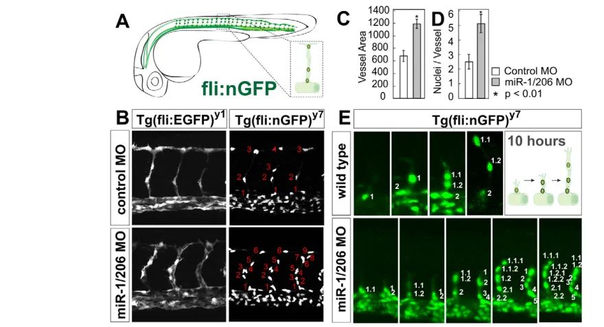 Fig. 1. miR-1 and miR-206 regulate developmental angiogenesis. (tnumber of nuclei per ISV (D) in control MO-injected and miR-1/206 MO-injected embryos at 30 hpf