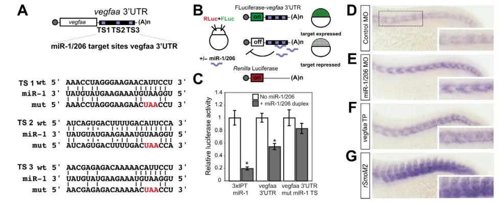 Fig. 2. miR-1/206 regulate the expression of vegfaa.was downregulated in the presence of miR-1/206 duplex