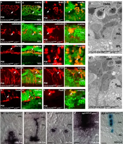 Figure 7Retinal progenitor cells continue to proliferate throughout development in the absence of Rb and p107Immunostaining of P30 Retinal progenitor cells continue to proliferate throughout development in the absence of Rb and p107