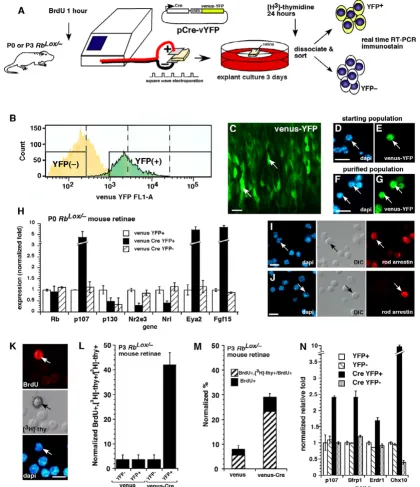 Figure 5Rb purification of cells with acute Acute inactivation of in the developing mouse retinaAcute inactivation of Rb in the developing mouse retina