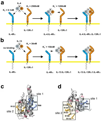 Figure 1Sequential binding mechanism in the IL-4/-13 receptor activationstants do not reflect the real affinity for a two-dimensional interaction in the membrane