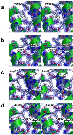Figure 3Small structural changes probably account for super-agonist binding propertieseyed stereo images